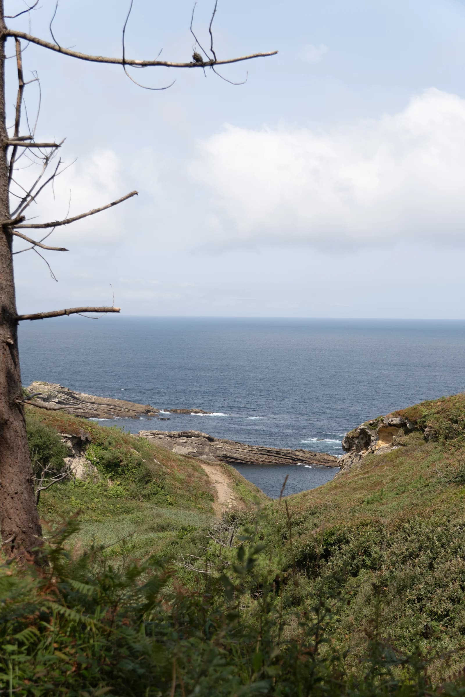 Before: A path running down green slopes to a rocky cove, the sea beyond a bare tree