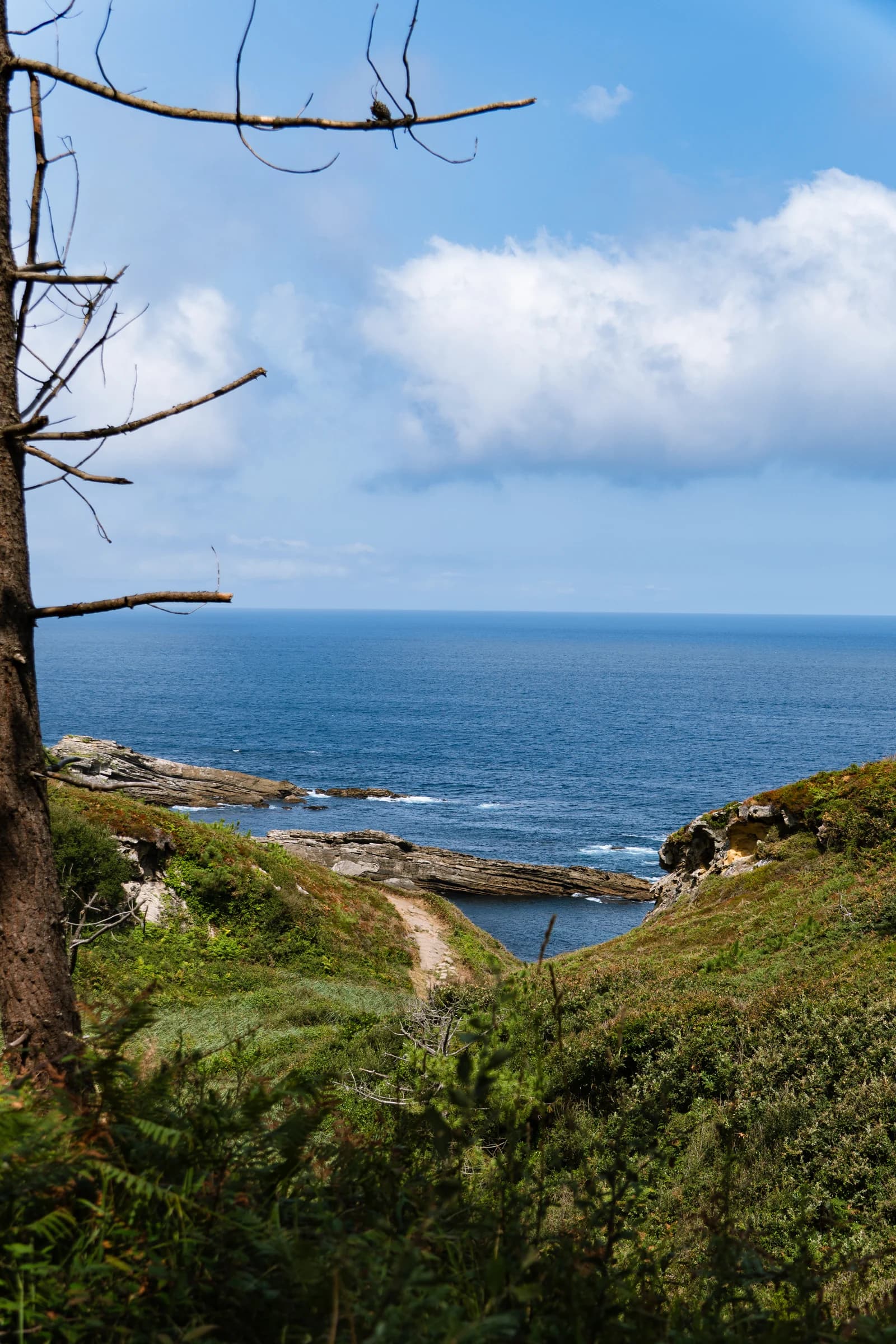 After: A path running down green slopes to a rocky cove, the sea beyond a bare tree
