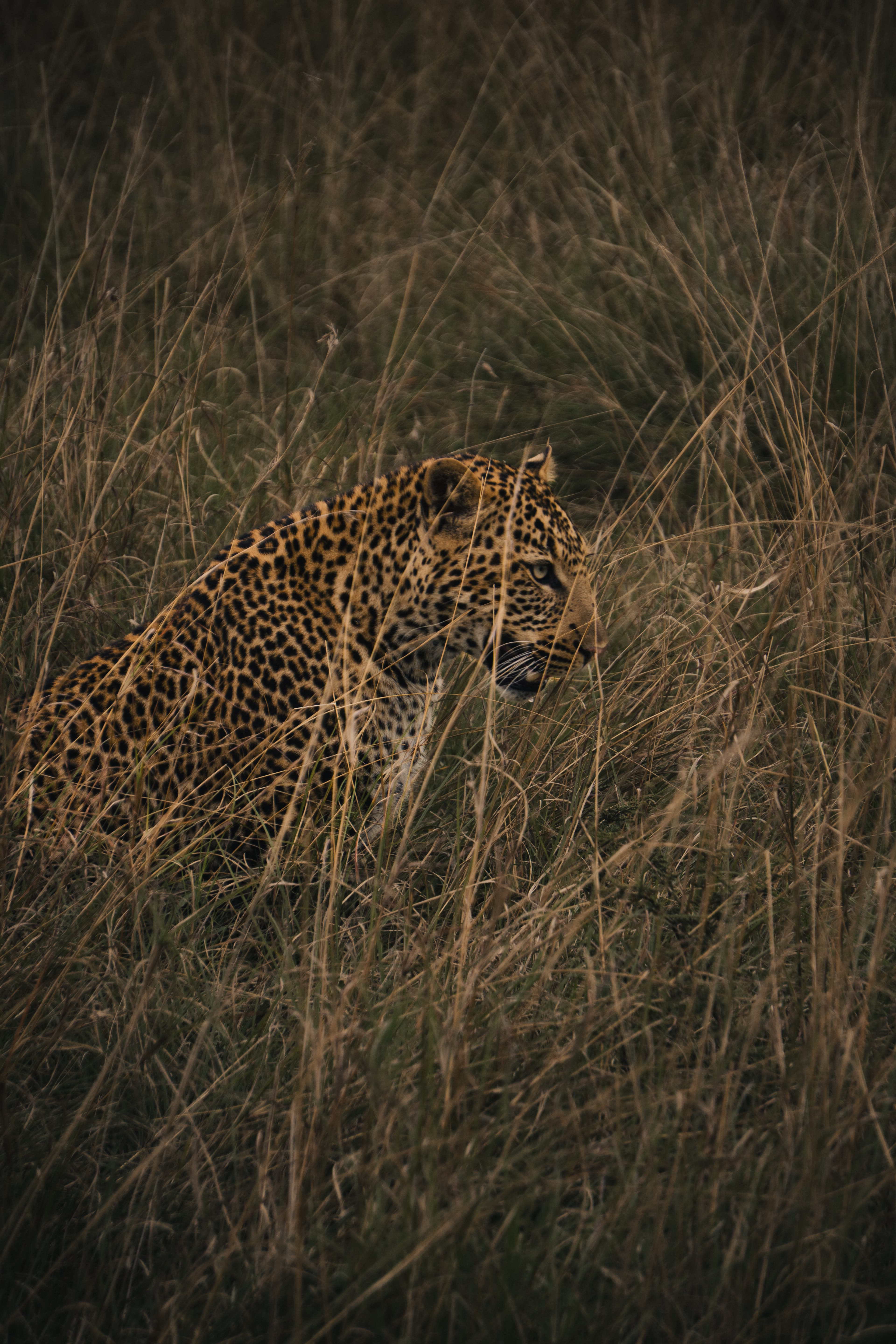 Leopard in grass